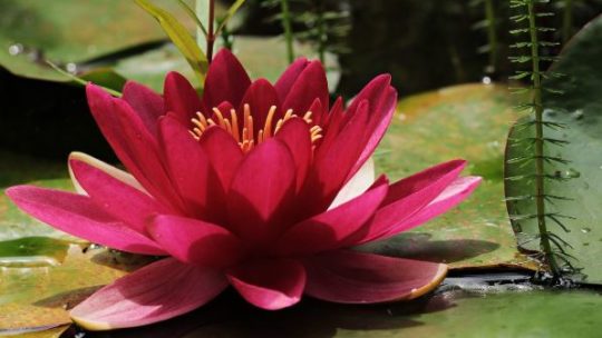 Choisissez les plantes pour le jardin de votre terrasse