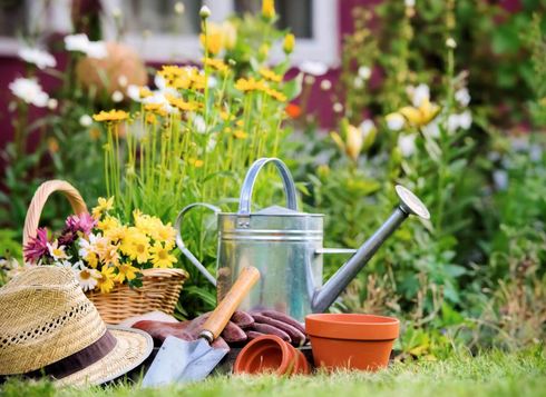 Jardinage : choisir sa haie selon les contraintes