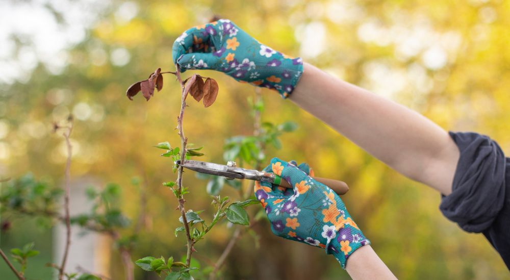 En automne, comment prendre soin de vos rosiers ?